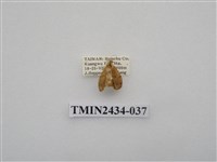 藏品(雙線苔蛾)的圖片